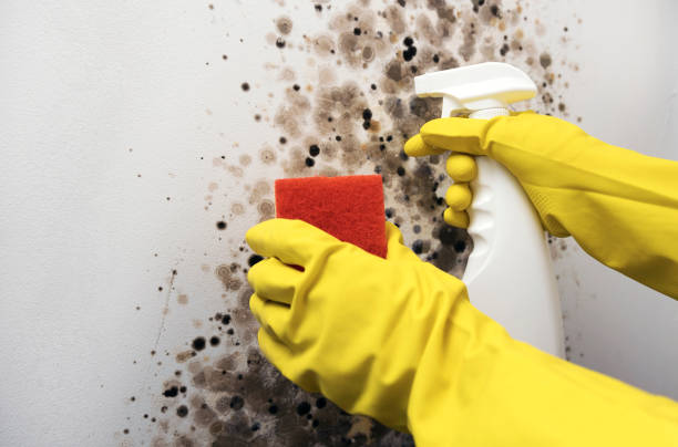 Home Mold Removal in Caon City, CO