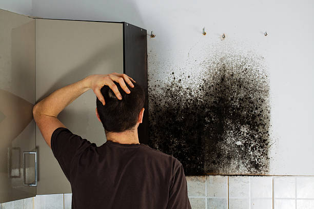 Best Best Mold Removal Companies  in Caon City, CO